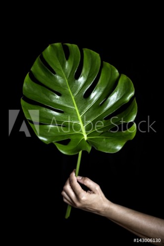 Picture of A person holding big leaf